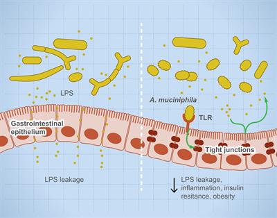 Frontiers | Microbial Dysbiosis In The Gut Drives Systemic Autoimmune ...